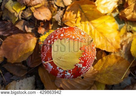 Beautiful Mushroom In The Autumn Forest With Golden Foliage