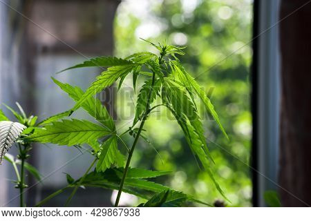 Green Cannabis Ruderalis Plant On The Background Of The Window