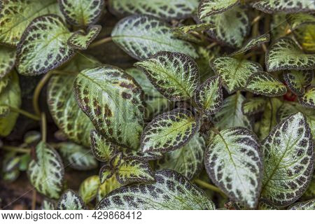 Close Up Top View Of Episcia Cupreata Tropical Flower. Sweden.