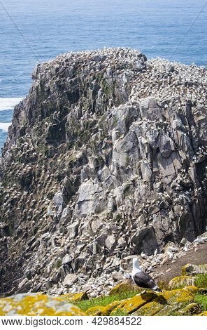 Birds At Saltee Islands In Wexford Ireland.