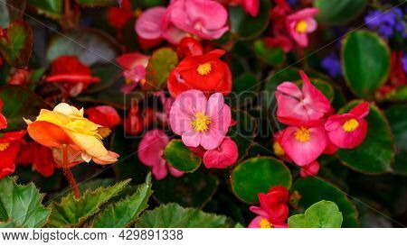 Red And Pink Hybrid Begonia Tuberhybrida Flower In Summer Garden