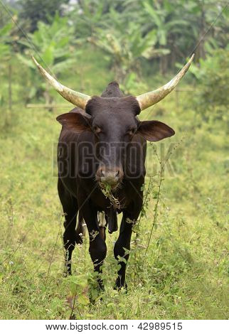Afrika inek