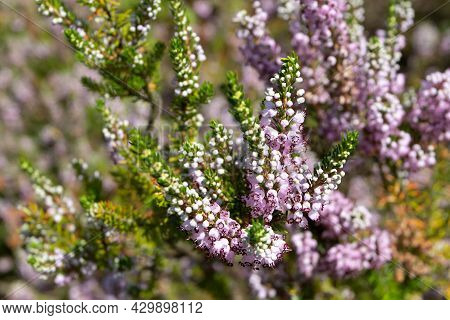 Cornish Heath Pink Flowers. Erica Vagans Or Wandering Heath Plants.