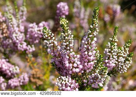 Erica Vagans Or Wandering Heath Plants. Cornish Heath Light Pink Flowers.