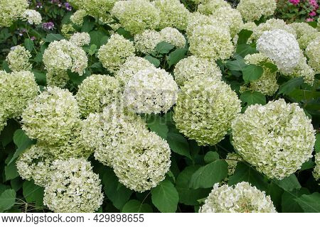 Smooth Hydrangea Or Wild Hydrangea Or Sevenbark Or Sheep Flower White Bloom. Hydrangea Arborescens F