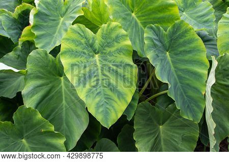 Colocasia Esculenta Leaves. Taro Or Kalo Edible Plants In The Vegetable Garden.