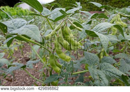 Glycine Max Plants With Beans. Soybean Or Soya Bean Plantation.