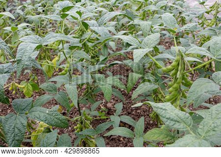 Glycine Max Plants With Beans. Soybean Or Soya Bean Plantation.