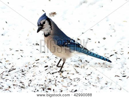 Blue Jay
