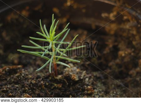 Close Up Shot Of Very Young Sequoia Tree Seedling That Germinated Recently. Concept Of Growing Trees