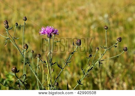 Wild Bachelor Knopf Blume