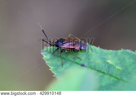 A Close-up Of A Bug On A Plant In The Meadow.