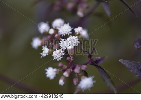 Eupatorium Rugosum 'chocolate' Flowers. Asteraceae Perennial Plant.