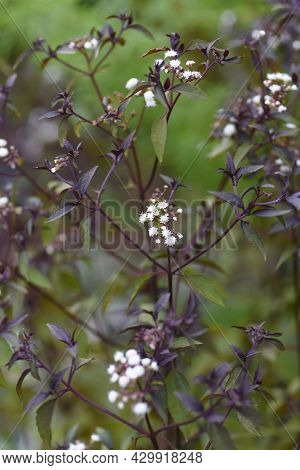 Eupatorium Rugosum 'chocolate' Flowers. Asteraceae Perennial Plant.