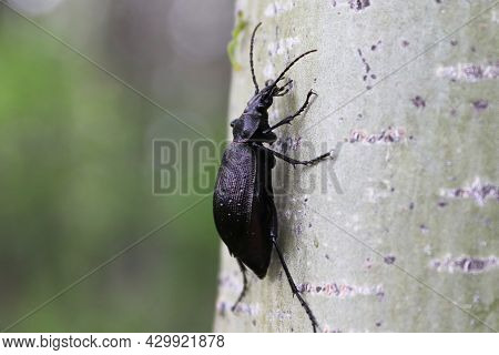 A Purple Rimmed Carabus Beetle Crawls On A Tree Trunk