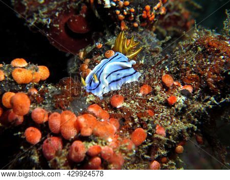 A Chromodoris Lochi Nudibranch Boracay Island Philippines