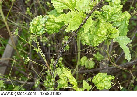Diseases And Pests Of Berry Bushes . Gall Aphid On Currants. Damaged Leaves On A Red Currant.