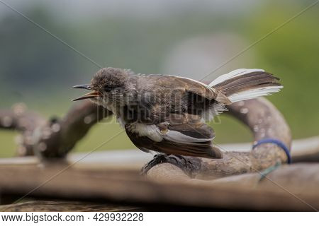 Beautiful Indian Oriental Magpie Robin Male Bird Sitting In A Branch And Sing A Song
