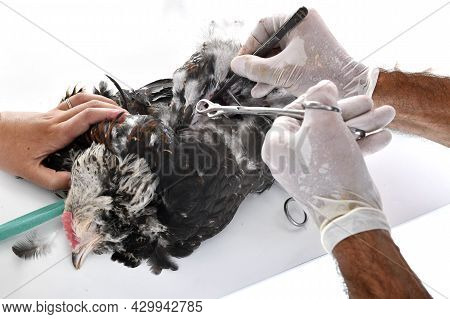 Picture Of Caponize A Rooster On White Background