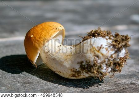 Forest Edible Mushroom Close Up. Freshly Picked Boletus On Wooden Background. Ceps Boletus Edulis Ov