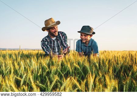 Father And Son Are Standing In Their Growing Wheat Field. Father Is Teaching His Successor About Agr