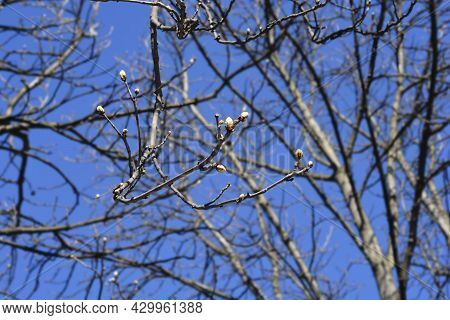 Common Horse Chestnut Branches With Leaf Buds - Latin Name - Aesculus Hippocastanum