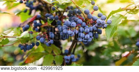 Blue Berries Mahonia Aquifolium (oregon-grape Or Oregon Grape) And Bush Is A Species Of Flowering Pl