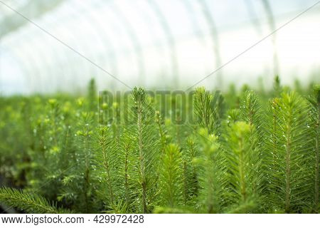 Green Seedlings Of Coniferous Trees. A Greenhouse For Growing Plants And Trees.