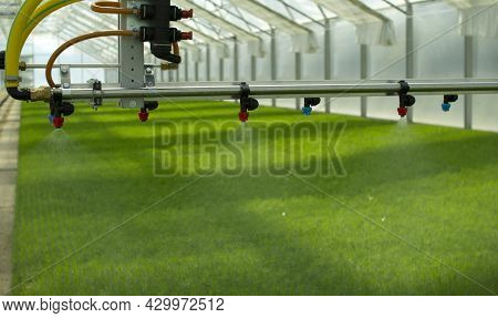 A Greenhouse For Growing Plants And Trees. Irrigation Technology In The Greenhouse.