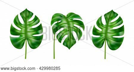 Exotic Foliage Of Plants, Houseplant In Tropical Style. Isolated Leaves Set In Different Positions. 