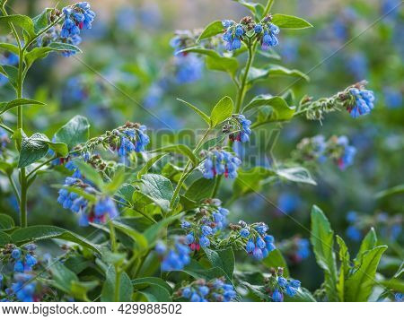 Beautiful Blue Flowers Of Symphytum Caucasicum, Also Known As Caucasian Comfrey, Blooming In Spring