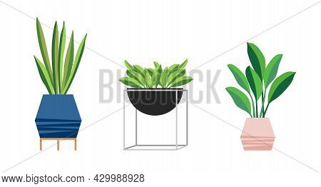 A Set Of Stylish Fashionable Indoor Plants For The House. Isolated On A White Background. Dracaena, 