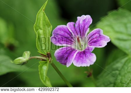 Purple With White Margins Knotted Cranesbill, Geranium Nodosum Variety Whiteleaf, Flower Close Up Wi
