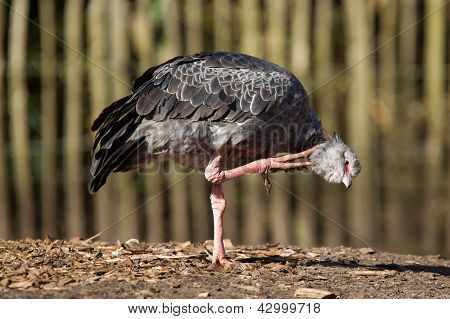 Close-up Of A Southern Screamer