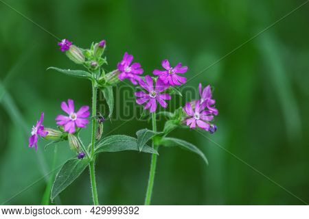 Purple Prairie Phlox With A Green Background In Soft Focus. Prairie Phlox Wildflower (also Known As 