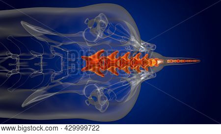 Caudal Vertebrae Bones Dog Skeleton Anatomy For Medical Concept 3D