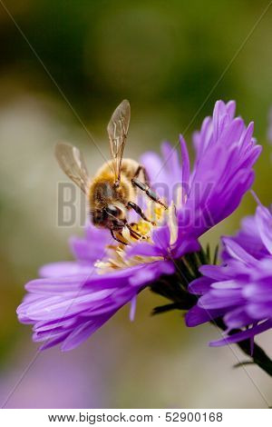 Bee On Purple Flower