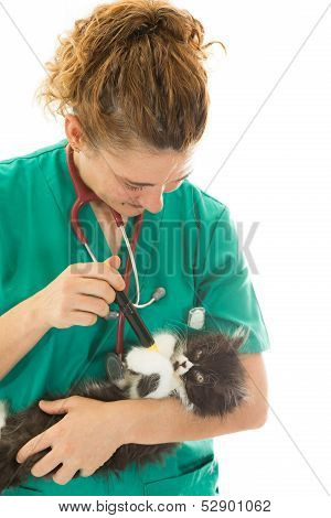Veterinary With Kitten