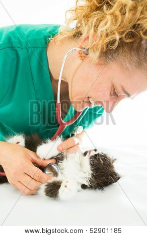 Veterinary With Kitten