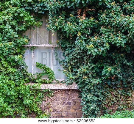 Old Window Covered In Ivy