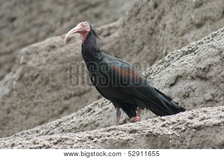 Waldrapp Ibis - Geronticus Eremita