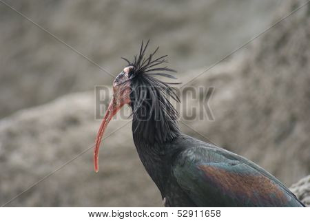 Waldrapp Ibis - Geronticus Eremita