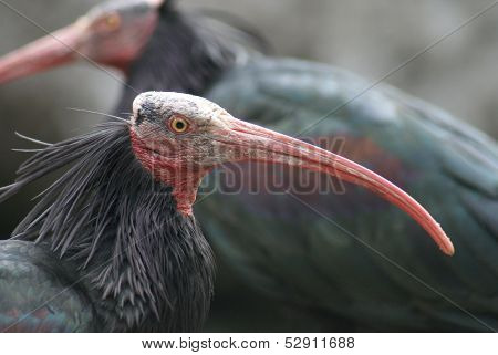 Waldrapp Ibis - Geronticus Eremita