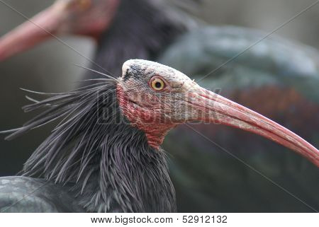 Waldrapp Ibis - Geronticus Eremita