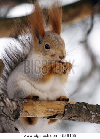 Squirrel3
