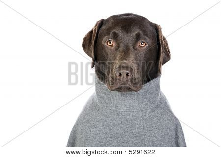 Labrador In grigio Roll Neck Jumper