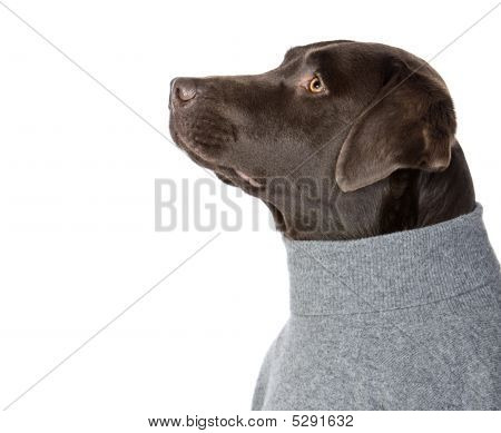Labrador In grigio Roll Neck Jumper