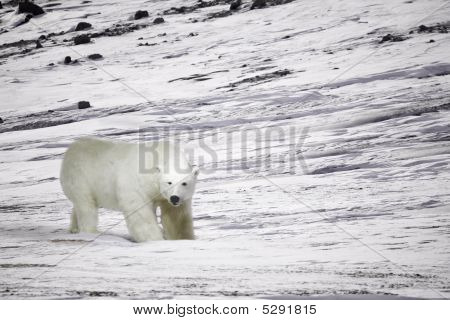 Polar Bear