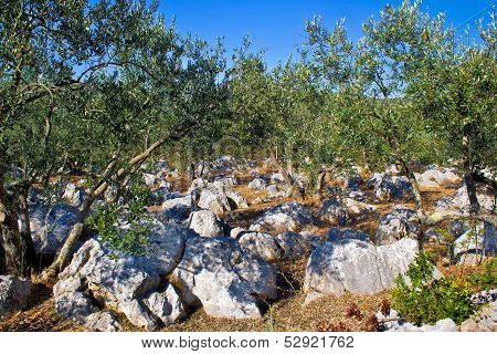 Olve Tree Grove In Stone Landscape