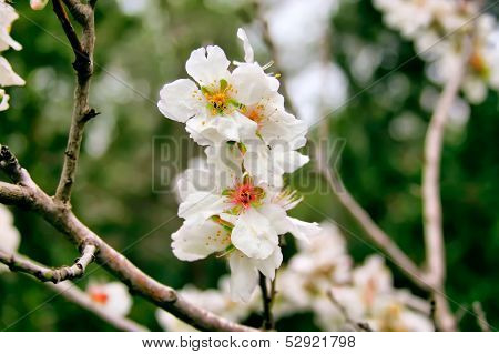 Almond Flower